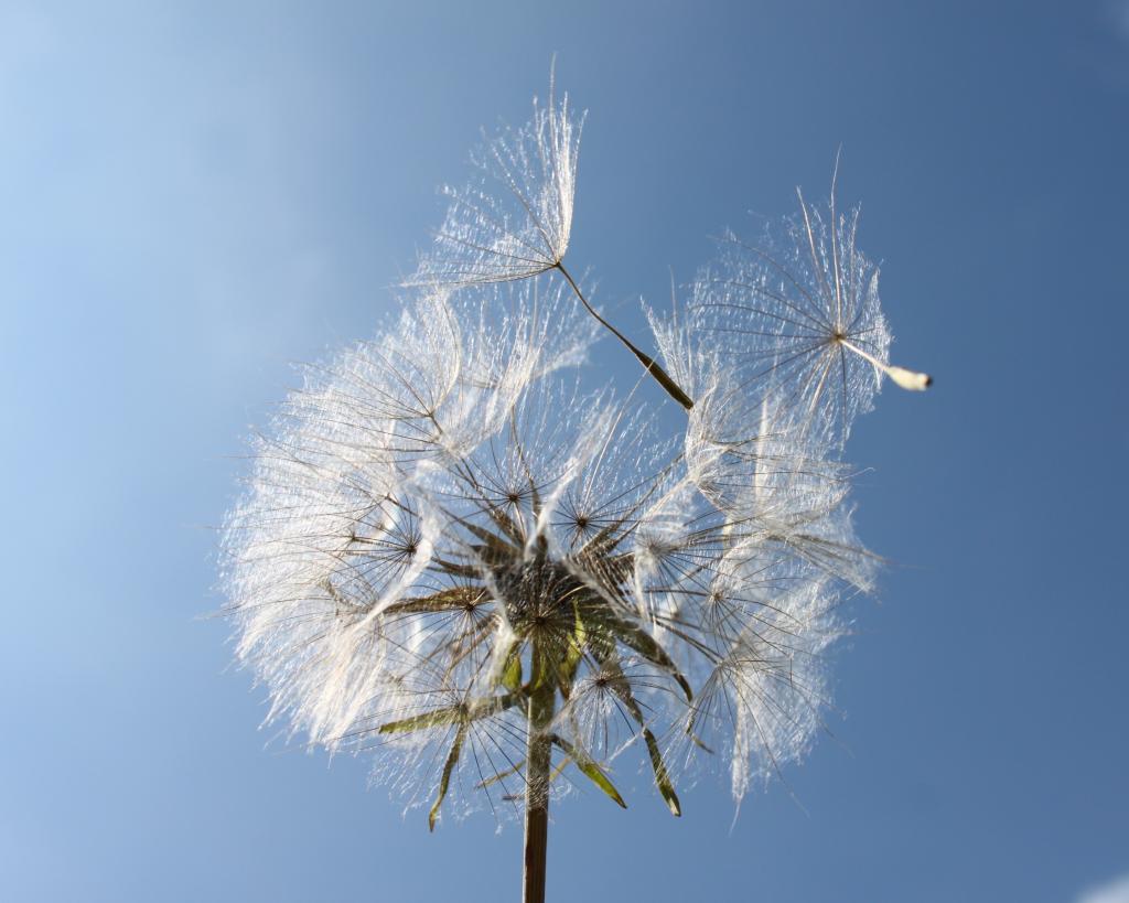 蒲公英贵金属(蒲公英重金属含量高吗)