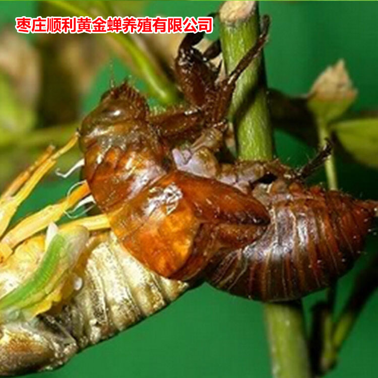 金蝉贵金属(金蝉饰品有什么意义)