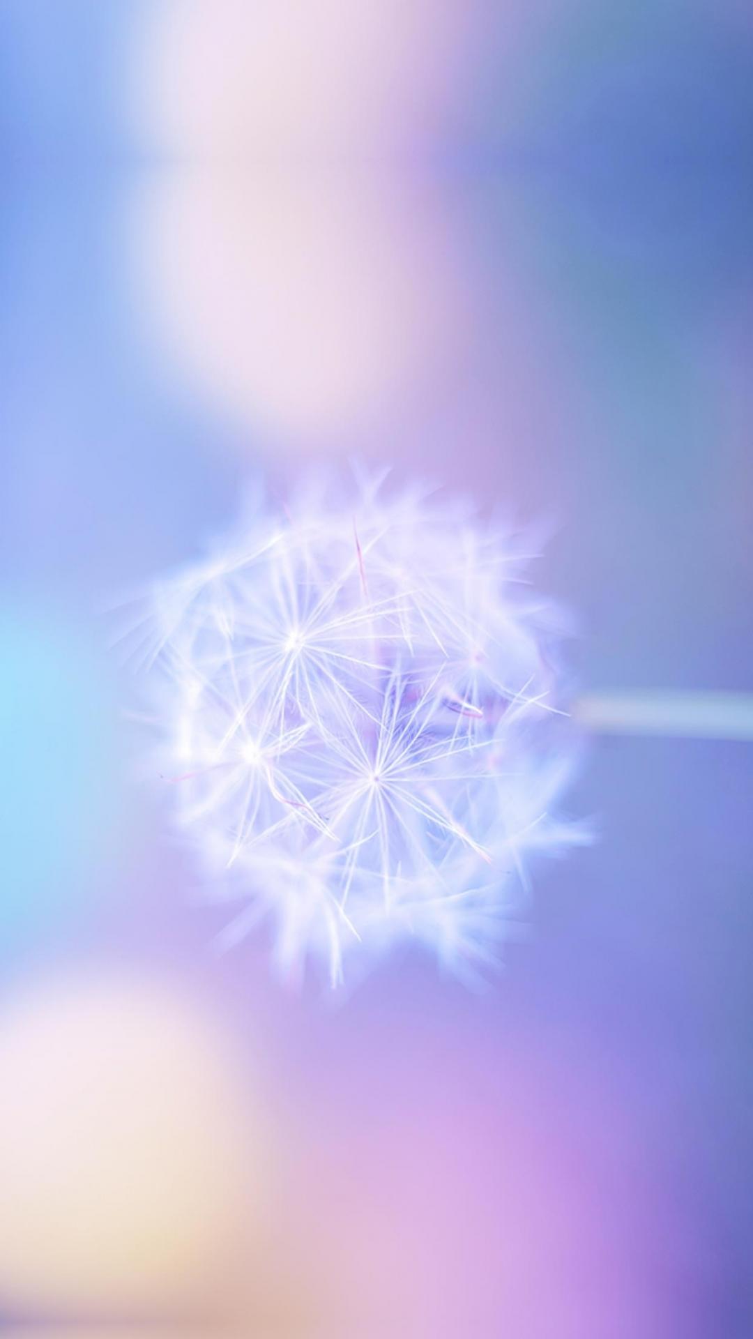 蒲公英贵金属(蒲公英富集重金属吗)